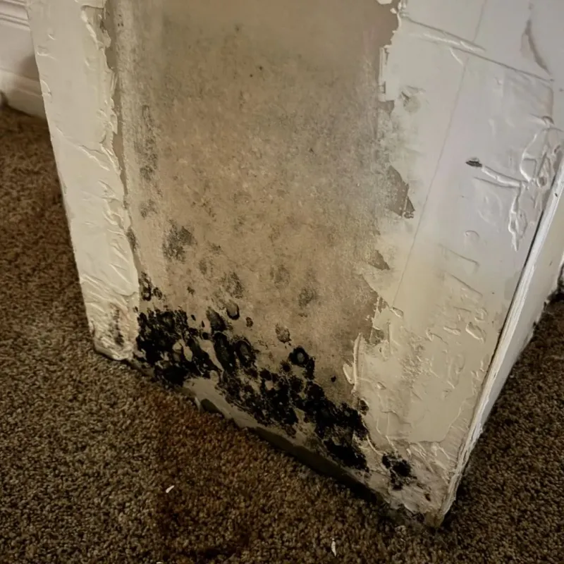 Professional Mold Removal in City of Waynesboro, VA